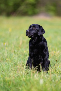 Çayırda Siyah Labrador Retriever köpek