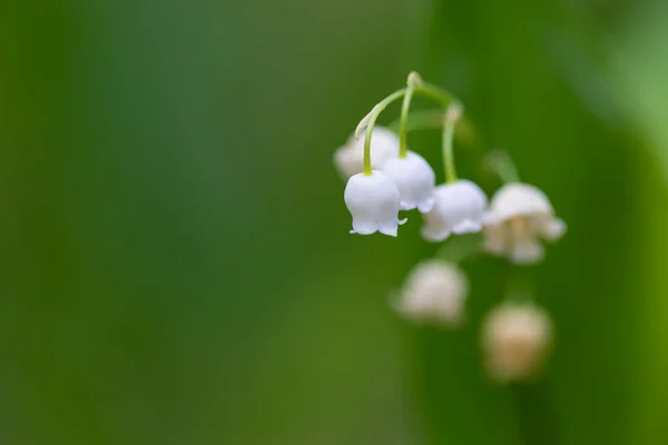Blooming lily of the valley flowers — Stock Photo, Image