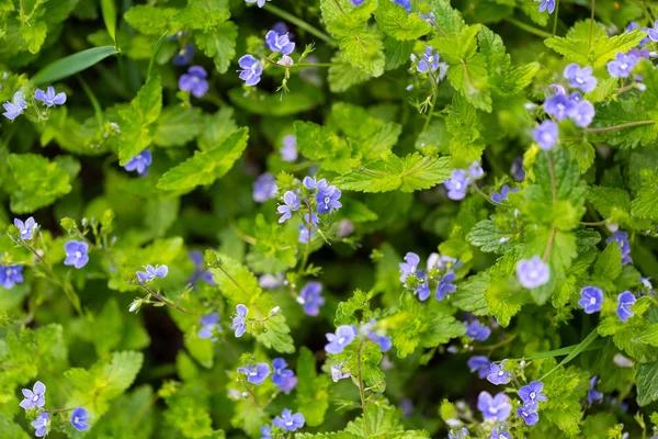 Blooming little blue flowers close up — Stock Photo, Image