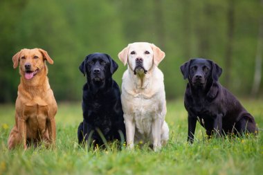 Bir çayırda dört Labrador Retriever köpeği