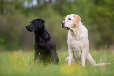 çayır üzerinde iki labrador retriever köpek