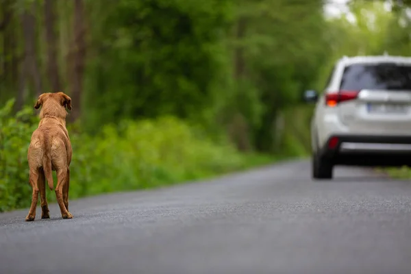 Sokakta terk edilmiş bir köpek — Stok fotoğraf