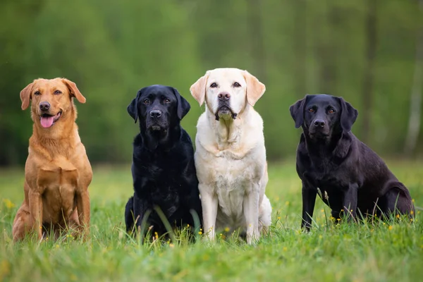 Cztery psy Labrador Retriever na łące — Zdjęcie stockowe