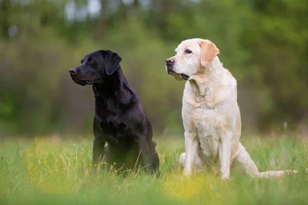 Dwa labrador retriever psy na łące — Zdjęcie stockowe