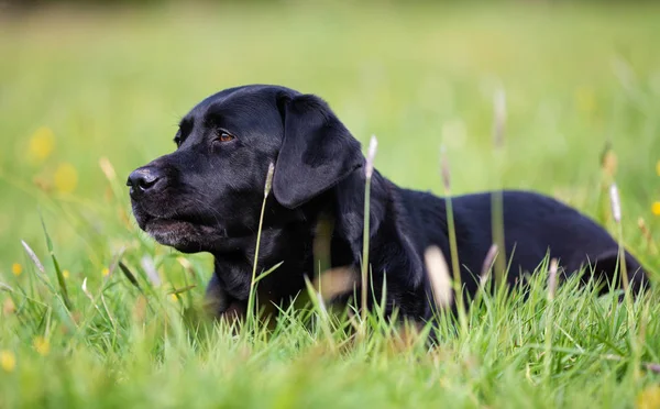 Чёрная собака-лабрадор на лугу — стоковое фото