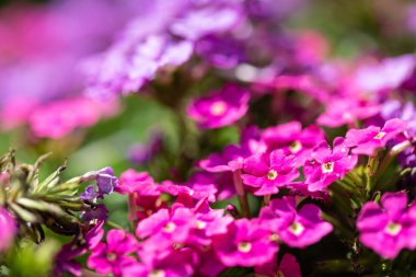 gele schimmel op een boomstam