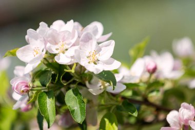 Güneşli bir günde elma ağaçları açan çiçekler