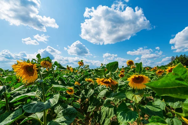 Veld van zonnebloem bloemen op een zonnige dag — Stockfoto