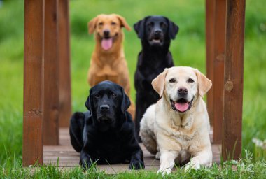 Farklı renklerde dört Labrador Retriever köpek