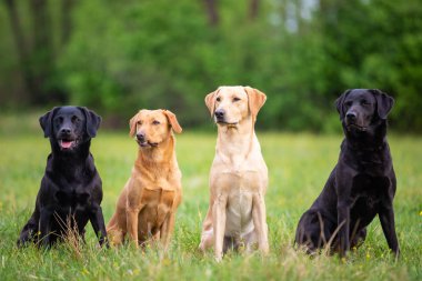 Farklı renklerde dört Labrador Retriever köpek