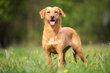 Saf cins Labrador Retriever köpek çalışma hattından