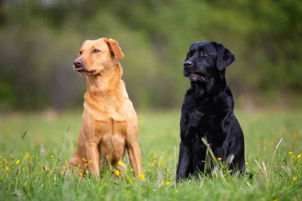 Zwei Labrador Retriever Hunde, gelb und schwarz, sitzen gehorsam auf Stockbild
