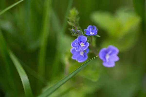 Spring flowers in blue in green grass — Stock Photo, Image