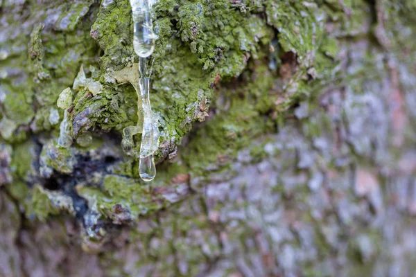 Fresh resin leaking from the bark of a tree — Stock Photo, Image