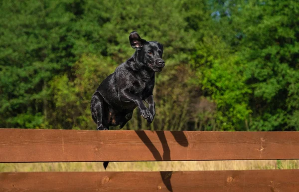 Pies Labrador Retriever skoki nad ogrodzeniem Zdjęcie Stockowe