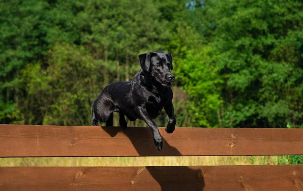 Labrador Retriever perro saltando sobre la valla Imágenes de stock libres de derechos