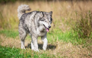 Güzel köpek ırkı Alaskan Malamute portresi