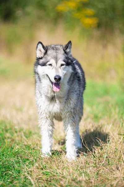 Porträtt av vackra hund rasen Alaska Malamute — Stockfoto