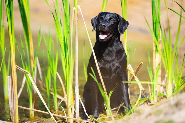 Black Labrador cão Retriever em bulrush — Fotografia de Stock