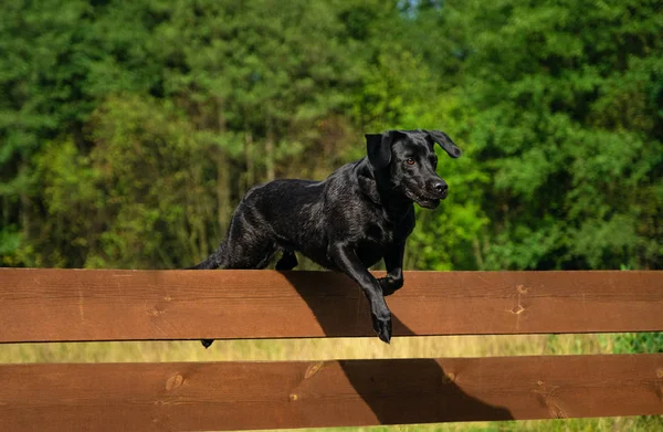 Labrador Retriever nero che salta sopra un ostacolo di legno — Foto Stock