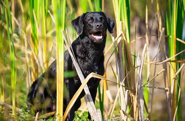 Sitter svart Labrador Retriever hund — Stockfoto