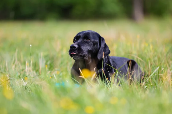 Negro Labrador Retriever perro acostado en la hierba Imágenes de stock libres de derechos