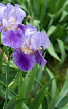  çok renkli arka plan görüntü
