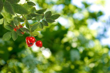  çok renkli arka plan görüntü