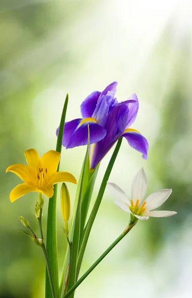 绿色背景下花园中美丽花朵的意象 — 图库照片