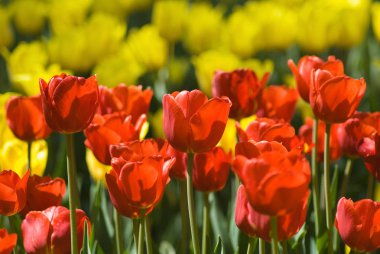 Beyaz arka plan üzerinde güzel lale görüntüsünü