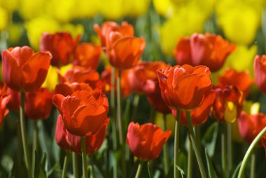 Beyaz arka plan üzerinde güzel lale görüntüsünü