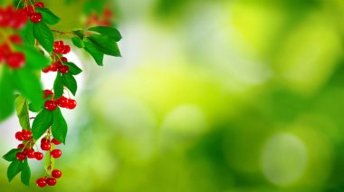 bir lale izole görüntü