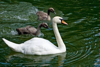 Kuğular üzerinde su yakın çekim görüntüsü