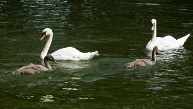 Kuğular üzerinde su closeup görüntüsünü