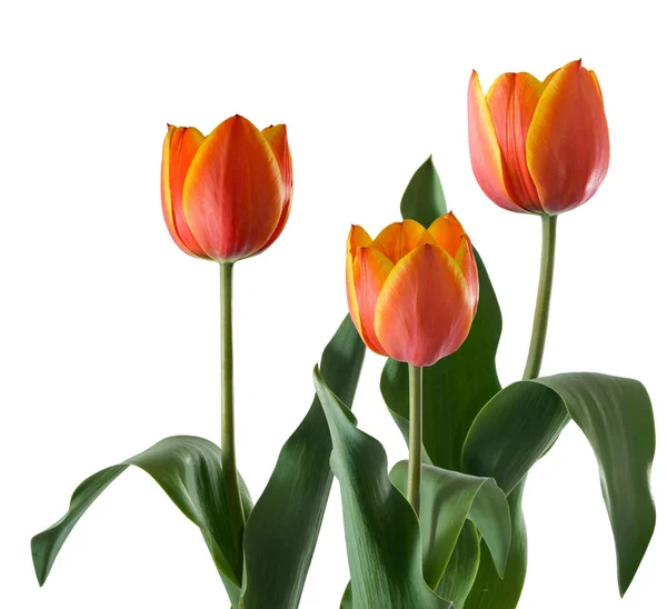 Izolované Obrázek Tulipánů Bílém Pozadí — Stock fotografie