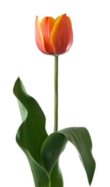 Зображення Тюльпана Білому Тлі — стокове фото