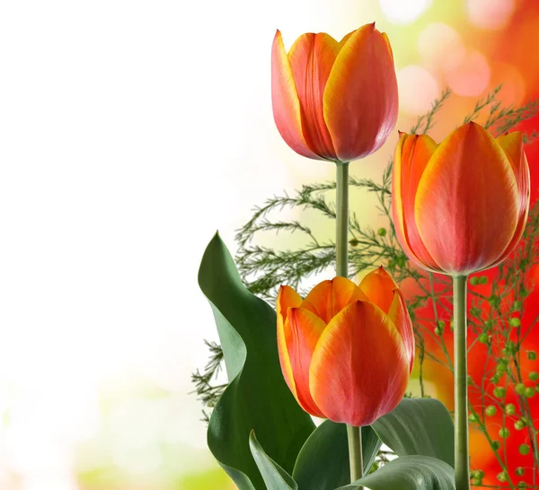 Образ Тюльпанів Білому Тлі — стокове фото
