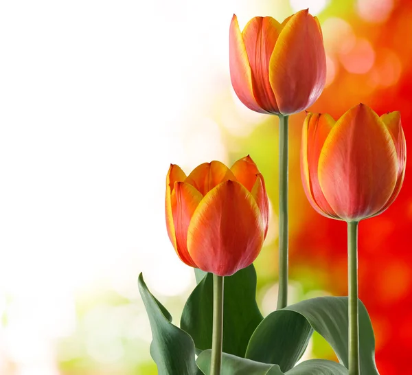 Зображення Красивих Тюльпанів Білому Тлі — стокове фото