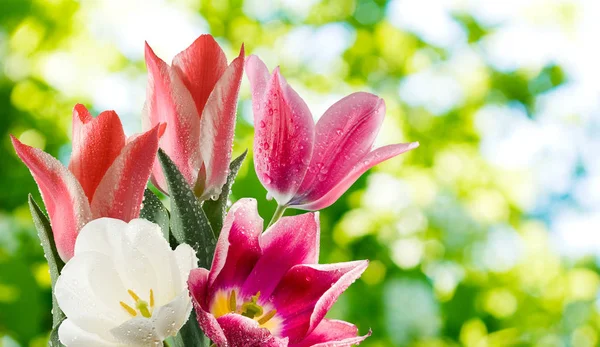 Hermosos Tulipanes Sobre Fondo Verde — Foto de Stock