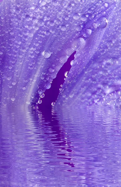 Beautiful Flower Water Closeup — Stock Photo, Image