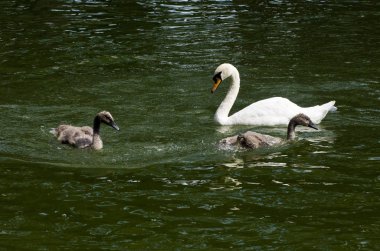 Kuğular üzerinde su yakın çekim görüntüsü