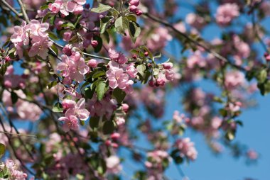 Bahçede çiçek açan ağaç