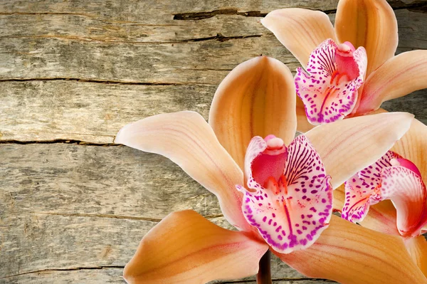 Gyönyörű Virágok Sakktáblát Hátterét Zár Megjelöl Kép — Stock Fotó