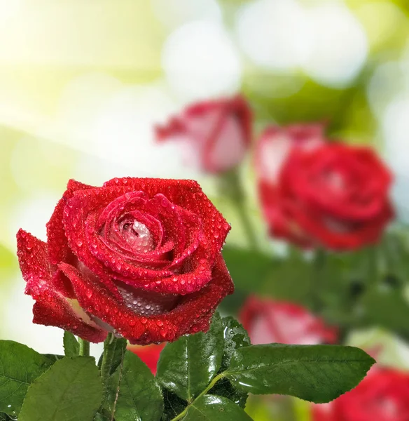 Vackra Blommor Ros Närbild — Stockfoto