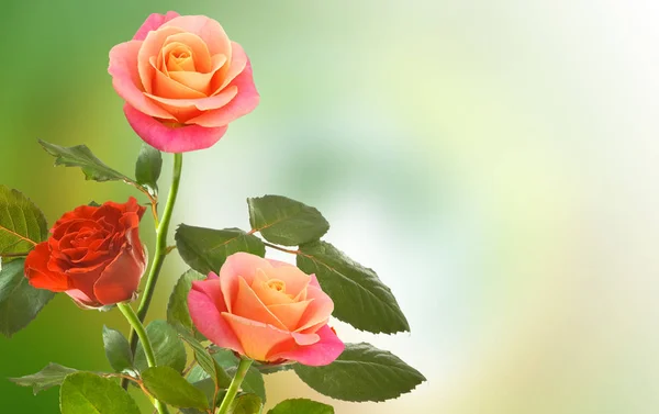 Belas Flores Rosa Closeup — Fotografia de Stock