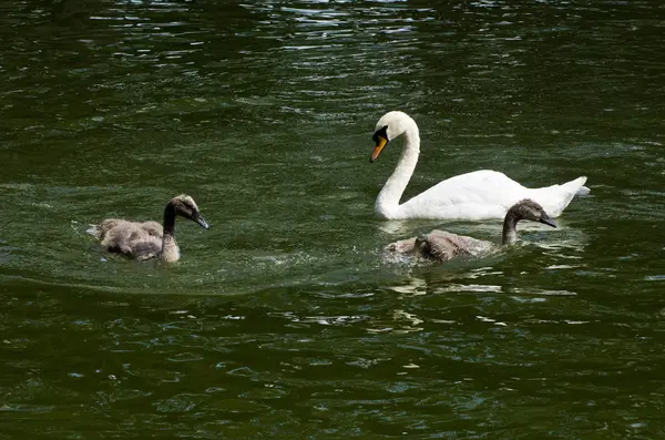 Kuğular üzerinde su yakın çekim görüntüsü