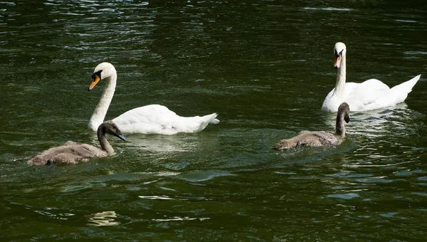 Kuğular üzerinde su closeup görüntüsünü