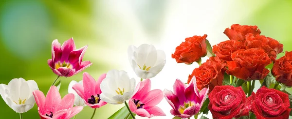 Красиві Квіти Саду Зеленому Фоні — стокове фото