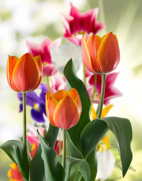 Obrázek Krásné Květiny Close — Stock fotografie