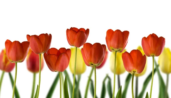 Izolované Obrázek Krásné Květiny Closeup — Stock fotografie